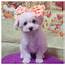 Adorable Maltipoo Puppies 512 771 5466  Petclassifiedscom
