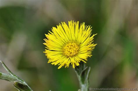 This annual thistle is found close to washington in northeastern oregon and the adjacent area in idaho. Coltsfoot (Tussilago farfara) | Urban Butterfly Garden