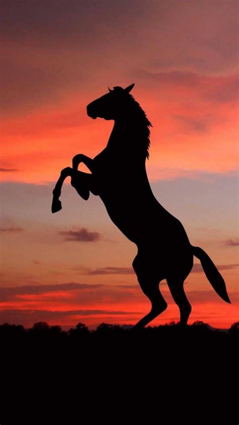 Horse Sunset Wallpapers Top Free Horse Sunset Backgrounds