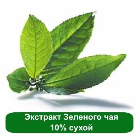 Экстракт зеленого чая жиросжигатели Зеленого чая экстракт 10% сухой купить в Мыло Опт | Украина | Plant Зеленого чая экстракт 10% сухой купить в Мыло Опт | Украина | Plant Экстракт зеленого чая жиросжигатели