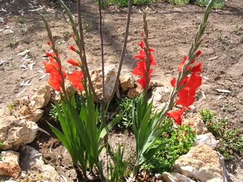 La specie più coltivata nel nostro paese è la fresia refracta, dai caratteristici fiori gialli, ma anche la fresia alba e la fresia corymbosa, detta anche nascono da bulbi o rizomi, saldamente ancorati al terre grazie a una lunga radice biancastra e da cui spuntano foglie lanceolate di colore verde brillante. Gladiolus - Gladiolo - Ingrosso Fiori Gambin