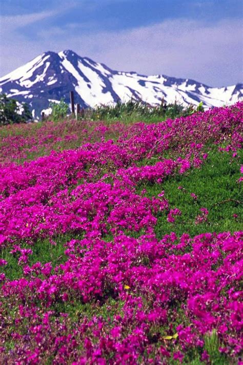 The town center is a vibrant local shopping hub that provides a focal point for the rapidly growing community of northwest. Purple flowers on a hill | Campo de flores, Paisajes ...