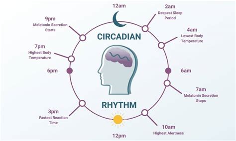 Circadian Rhythm What Is It And How Does It Function Pure Hemp
