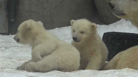 Белые медвежата в Московском зоопарке Polar Bear Cubs In