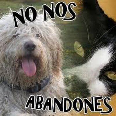 CUIDA A LOS ANIMALES (@CUIDAALOSANIMAL) | Twitter