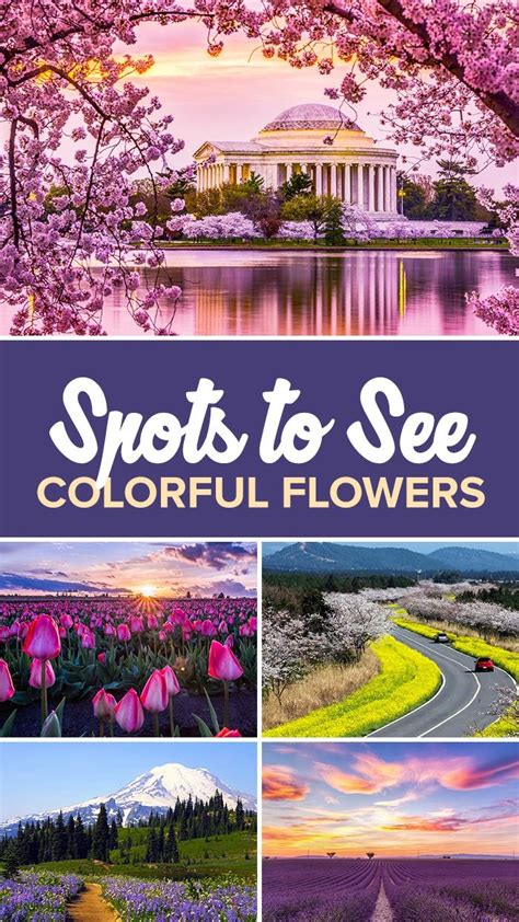 11 best spots to see colorful flowers around the globe beautiful places to travel road trip