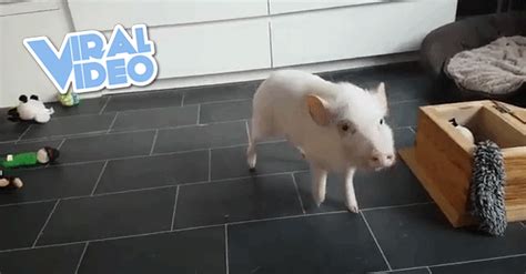 Viral Video Paul The Pig Cleans His Room