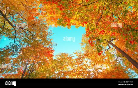 Yellow Autumn Calm Alley Leaves Color Fall Flora Foliage Forest Hi Res