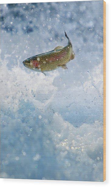 Jumping Trout 1 Photograph By Steven Llorca