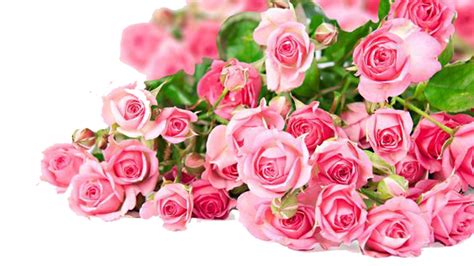 Download Pink Roses Flowers Bouquet Photos Hq Png Image Freepngimg