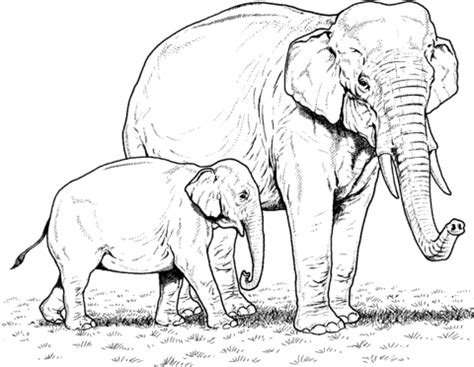 Print as many as you like and come back regularly to get even more. Indian Elephant Baby and Mother coloring page | Free ...