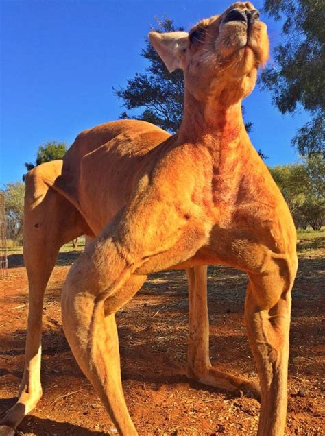 Roger The Buff Kangaroo Is Back And Hes More Muscular Than Ever Metro