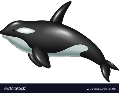 Cute Killer Whale Isolated On White Background Vector Image