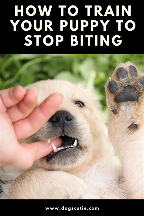 How To Train Your Puppy To Stop Biting In 2020 Best Dogs For Families
