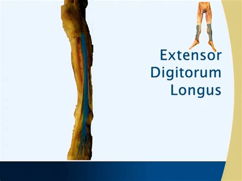 Muscle Chart: Extensor Digitorum Longus (Anterior Leg) - Anatomy Guy