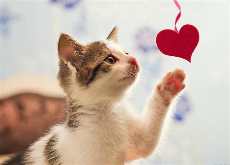 Cute Lovely Heart Cat Kitten Petite Hd Wallpaper Peakpx