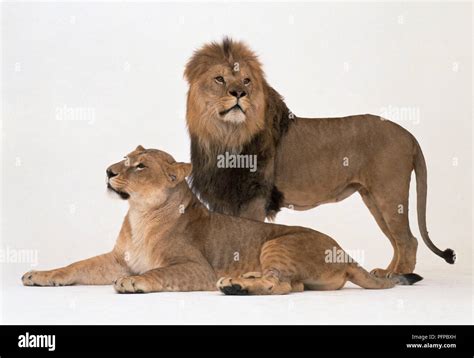 A Pair Of Lions Panthera Leo Lioness Lying Down And Male Lion