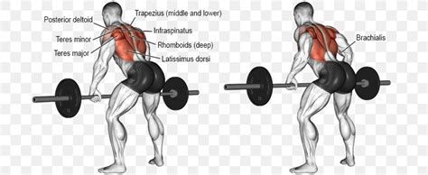 Bent Over Row Exercise Barbell Latissimus Dorsi Muscle Png 812x337px