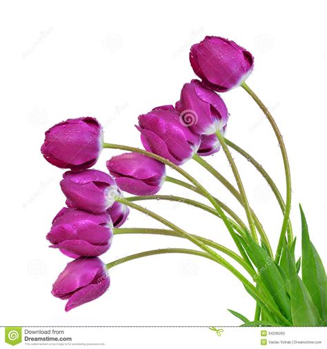 Dewy Purple Tulips Stock Image Image Of Isolated March 34236263