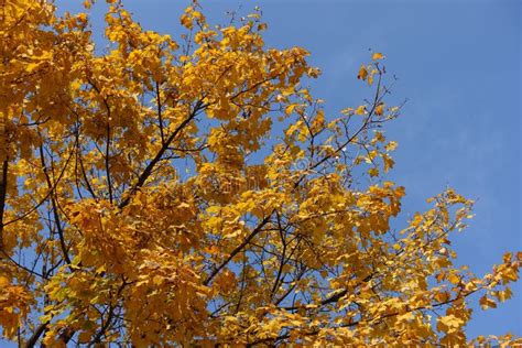 Azure Blue Sky And Branches Of Maple With Autumnal Foliage Stock Photo