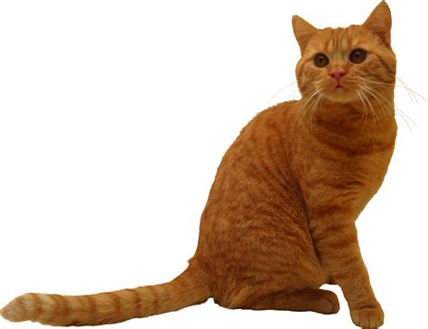 Cat PNG