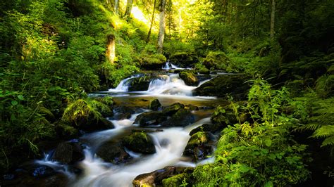 Relaxing Water Stream Jungle Sounds Rainforest Nature