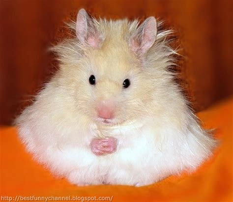 Cute And Funny Pictures Of Animals 65 Hamsters