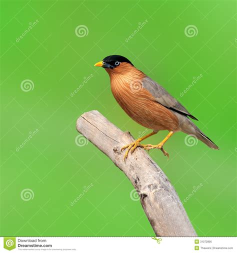 Brahminy Starling Bird Stock Image Image Of Wing Forest 31072895