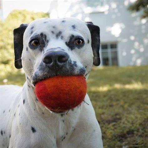 unusual mixed dog breeds  double  cuteness barnorama