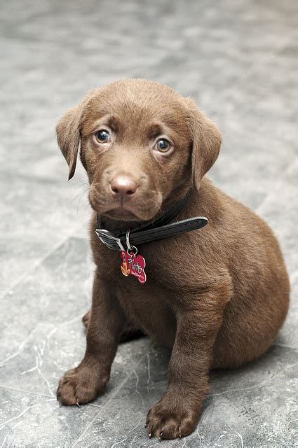 Can't wait to see pics of him growing!! 15 Of The Cutest Labrador Puppy Pictures Ever!!!!