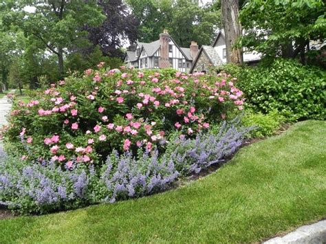 To connect with rose, sign up for facebook today. Gartengestaltung mit Rosen - Tipps für einen schönen ...