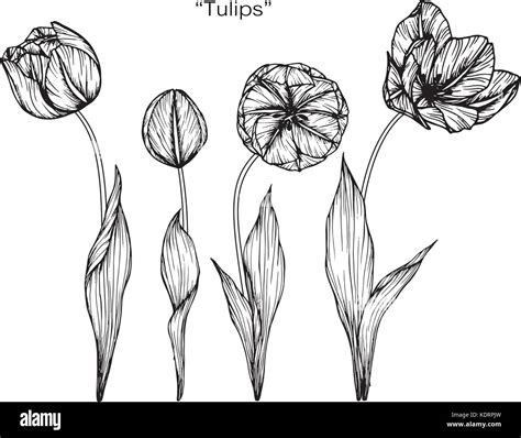 Tulip Flower Drawing Illustration Black And White With Line Art Stock