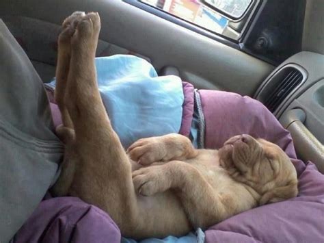 20 puppies sleeping in weird position travels and living