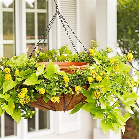 Flowering plants are a great alternative to sowing seeds, they require less work and provide quick results. For a twist on a hanging basket, plant the perimeter of ...