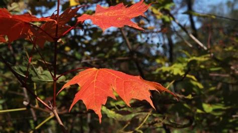 Why Do Leaves Turn Red In The Fall The Science Is Up For