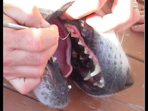 Once your dog is familiar with the process buy a dog toothbrush and toothpaste. DIY home Cleaning TARTAR off dogs teeth SCRAPING Plaque ...