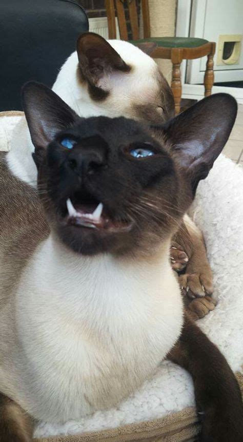 your siamese cat is trying to tell you something catsinfo