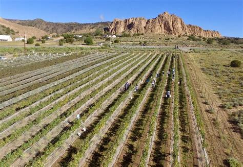 Top new mexico wineries & vineyards: The 9 best places to go wine tasting around the US that ...