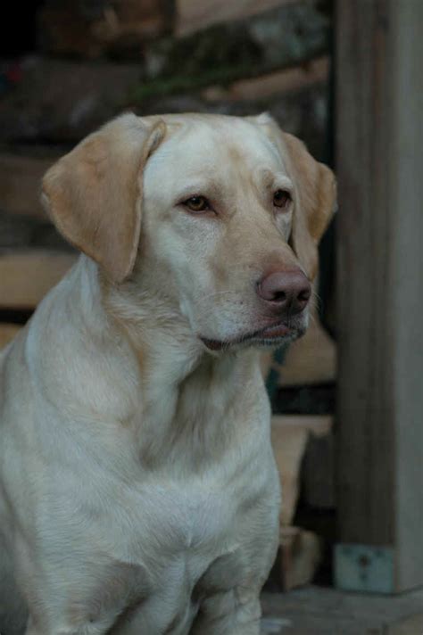Check spelling or type a new query. Domestic Dog Photos - Animals in the Wild: Wildlife ...