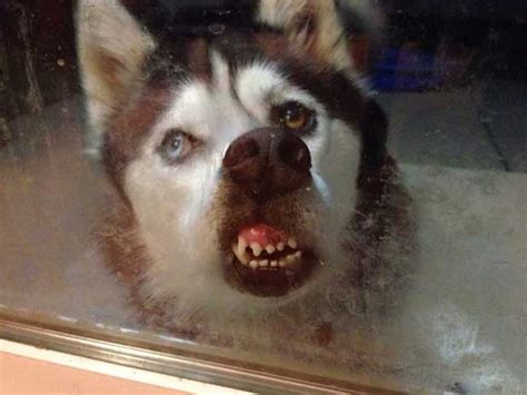 Dog Faces Squashed Against Windows Gallery