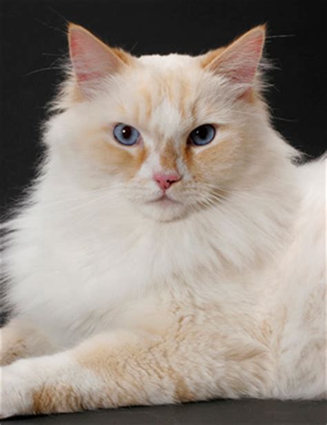 Ragdoll kittens has the most outstanding variety of kittens available for sale of any breeder in the world. Ragamuffin Cat Breed Information