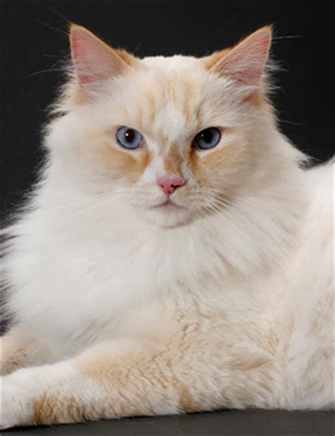 Black ragamuffin cat for sale. Ragamuffin Cat Breed Information