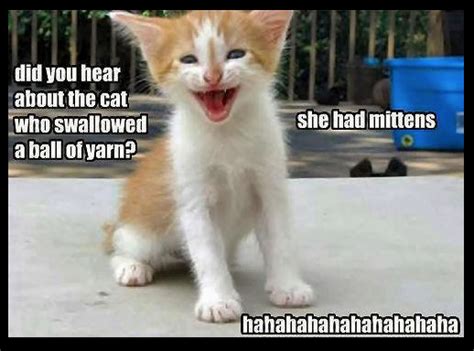 Joke Telling Kitten Cat Jokes Funny Cat Memes Cats