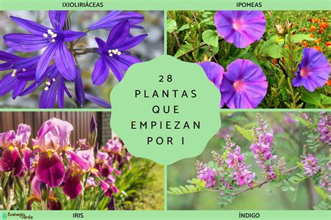 28 Plantas Que Empiezan Por I Lista De Nombres Y Fotos
