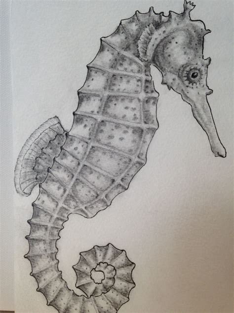 Sea Horse Pencil Drawing By Pamela Cary Realistic Drawings Seahorse