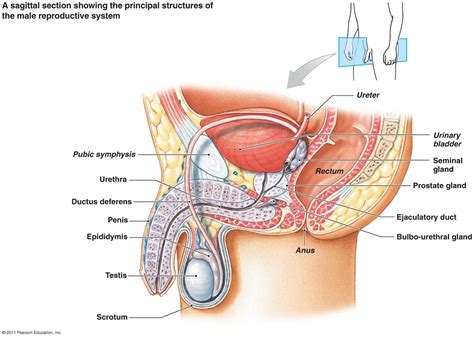 Male Reproductive System Diagram 101 Diagrams