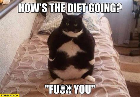 Fat Cat Borger Meme Amiriwebdesign