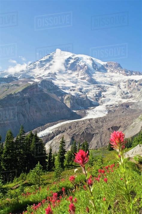 Wildflowers In Mount Rainier National Park Washington Usa Stock