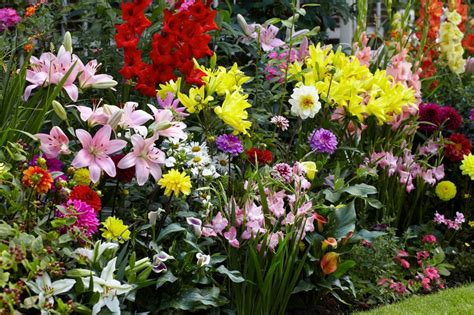 How to cut lilies from the garden. 7 Ways to Garden with Calla Lilies - The American Meadows Blog
