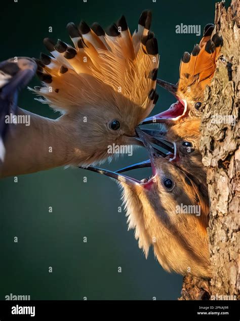 Hoopoe Upupa Epops Three Begging Young Birds For Food Approaching